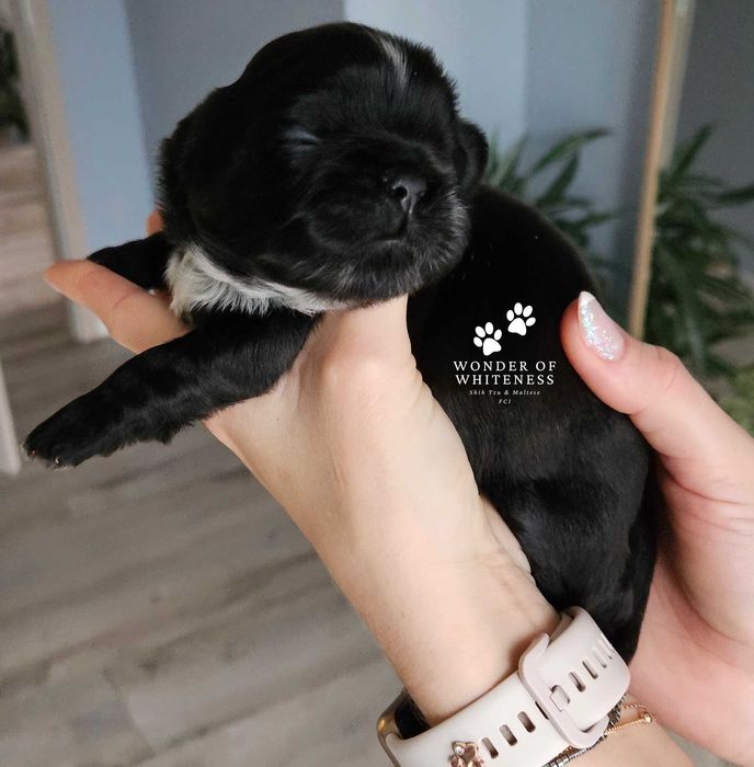 Shih tzu piesek hodowla Wonder of Whitness FCI ZKwP