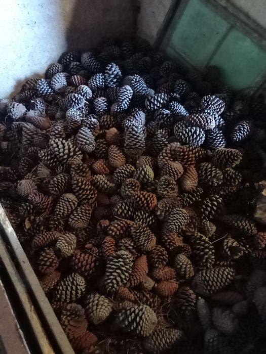 Pinhas (em sacos)