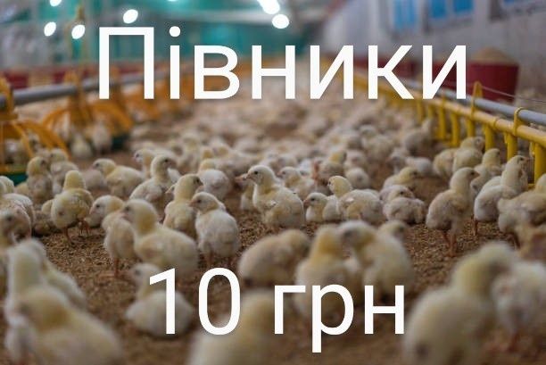 Ломан Браун Сенді Курчата Цыплята Курча несушки+Півники Півні Півні