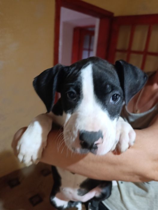 Американський підбультерєр