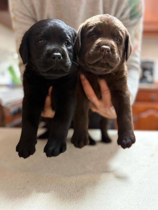 Labrador Retriever com lop e afixo