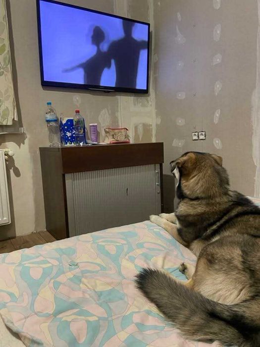 Віддаємо собаку Лайку дівчинка 1,5 років. Не на ціпок