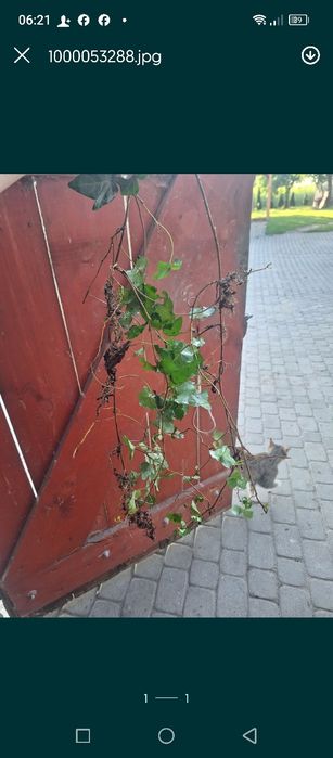 Bluszcz hedra sadzonki 20 sztuk zestaw najtaniej