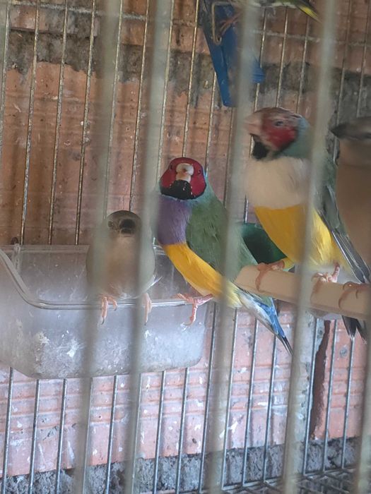 Vendo pássaros Diamante-de-gould