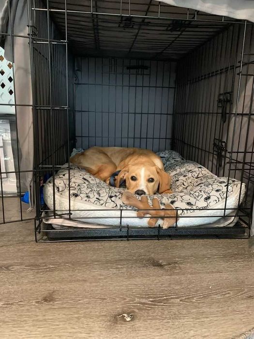 Клітка нові X/S-XXL переноска вольер будка место для собак или кошек