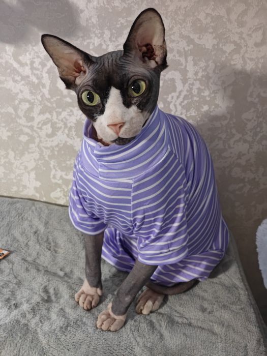 Одежда  для кота, собачки