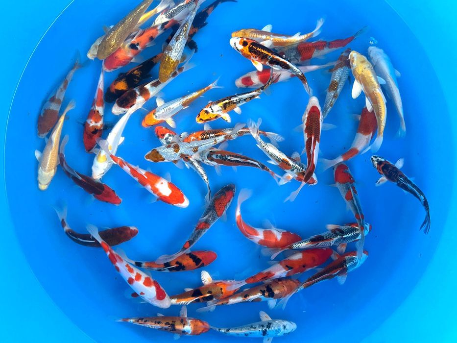 Karpie koi z Japonii - nowa dostawa Chełm - luty