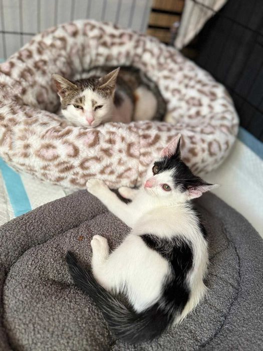 Oreo - miziak i cudowne kocie dziecko szuka domy na stałe