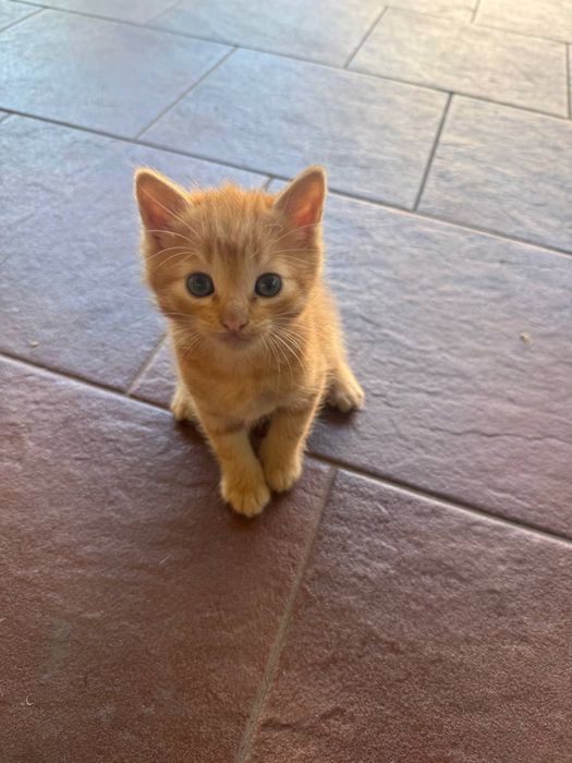 Котята