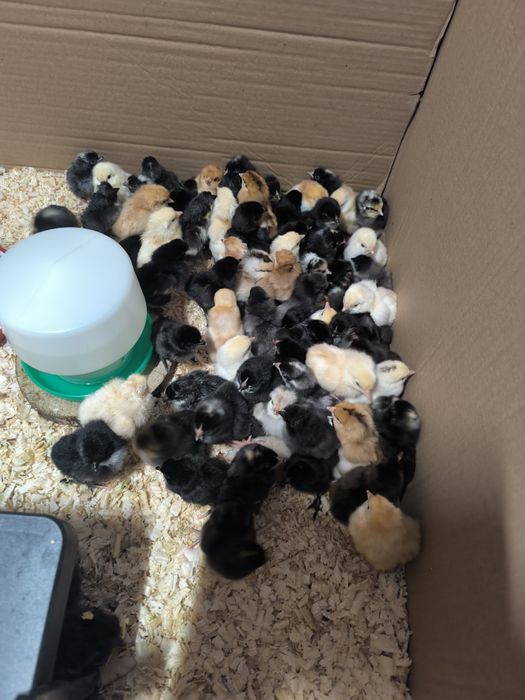 Pisklęta Marans,Ayam Cemani,Czubatka,Grennschel,Nioska Mix