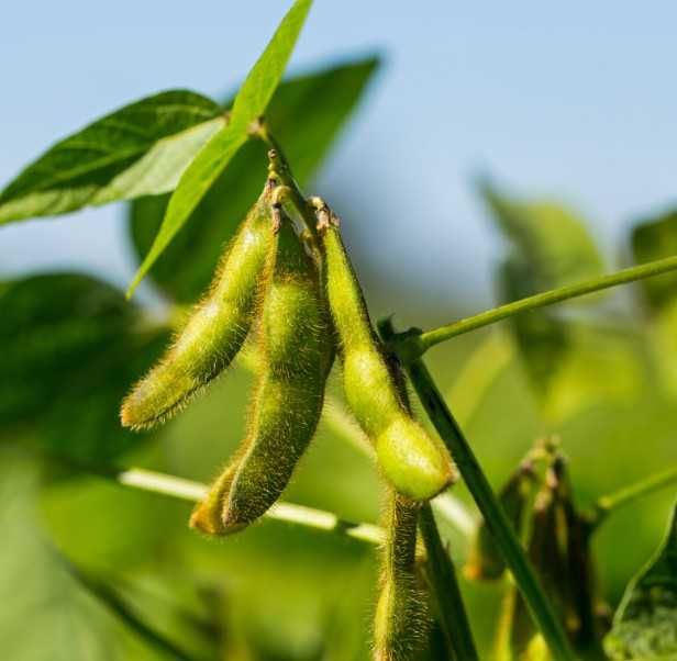 Soja AMIATA - Top Farms nasiona