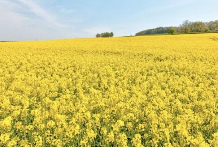 Gorczyca I Rzodkiew