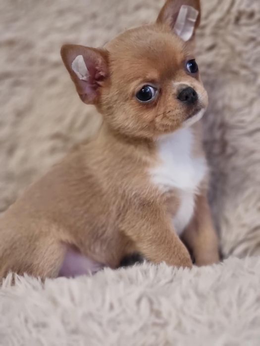 Chihuahua Piesek krótkowłosy FCI