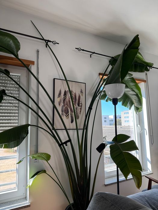 Strelitzia Nicolai Gigante (com mais de 2 metros) - Recolha em Évora