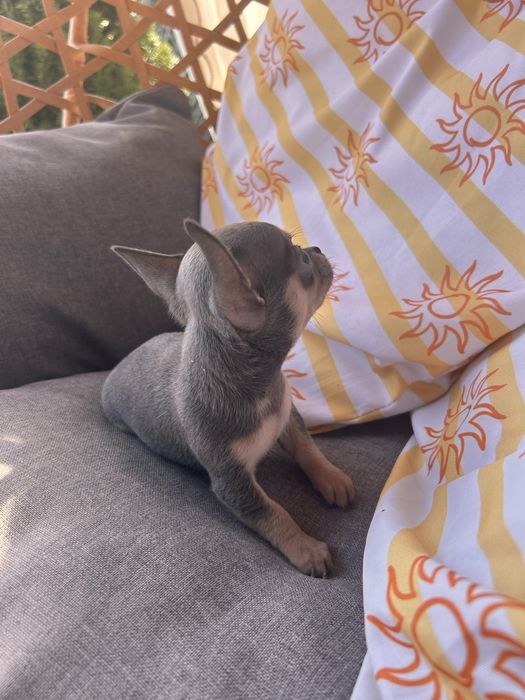 *GOTOWY DO ODBIORU*Niebieski samiec chihuahua
