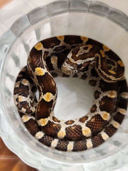 Wąż zbożowy Normal RF (?) het amel anery scaleless ph motley/stripe