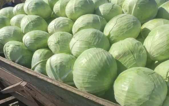 Продам капусту Агресор
