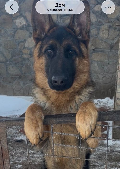 Німецька вівчарка 9місяців кобель