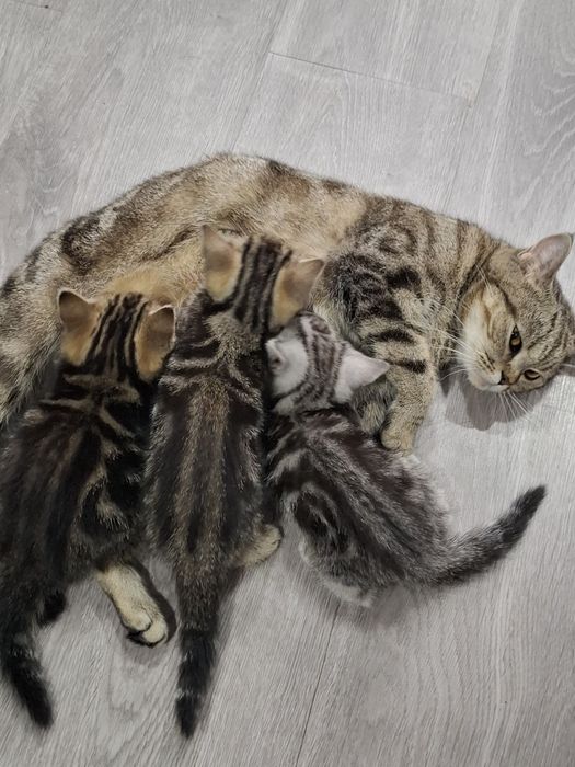 Шотландскі кошенятка