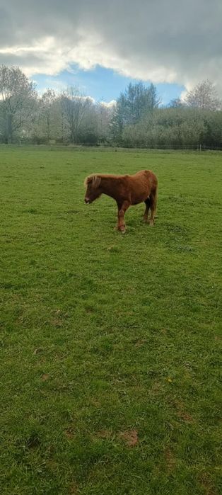 Sprzedam ogierka hucułka rocznego