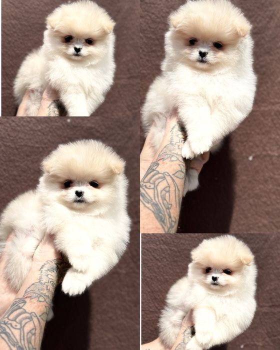 Дівчинка цукерочка шпіц