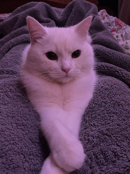 Віддам котика безкоштовно