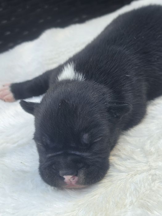 Piesek american bully  z metryką