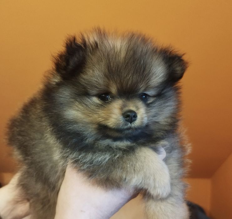 Zkwp szpic miniaturowy pomeranian