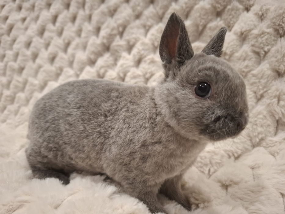 Karzełek rex pomarańczowy króliczek miniaturka orange mini lop