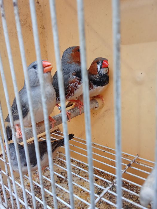 Diamantes Mandarins