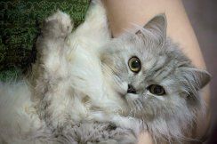 ВЯЗКА-красивый котик приглашает на свидание подружек-кошечек!