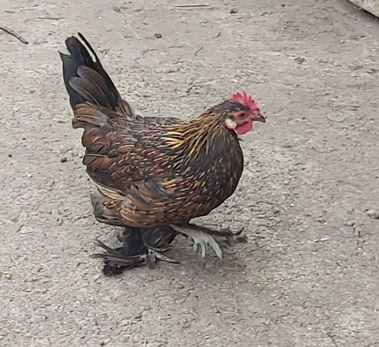 Петушки и курочки декоративной породы бентамки.