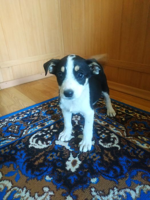 Собачки шукають дім