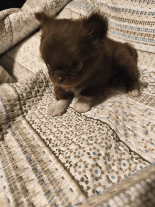 Chihuahua  qualidade excelente
