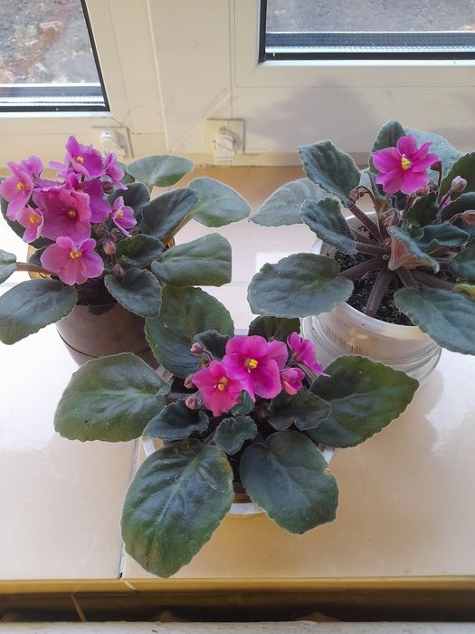 Фиалок нежные букетики