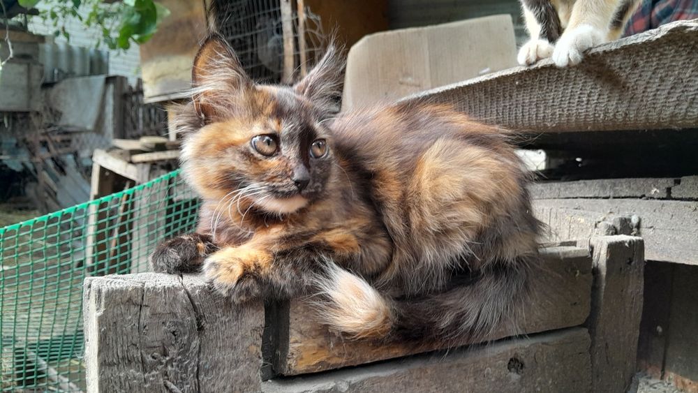 Кошенята в дбайливі руки
