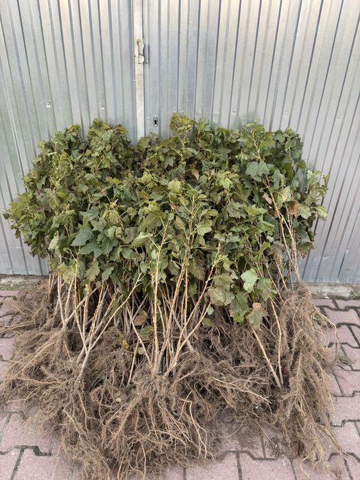 Sadzonki porzeczki czarnej