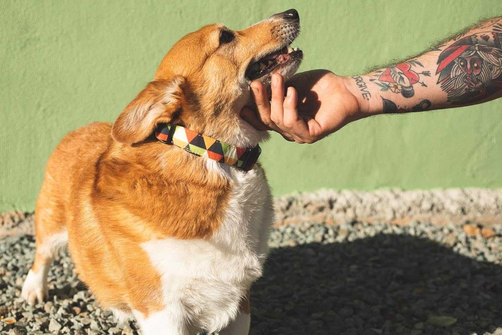 OBROŻA r. S dla małych psów materiałowa regulowana 25-35cm s481