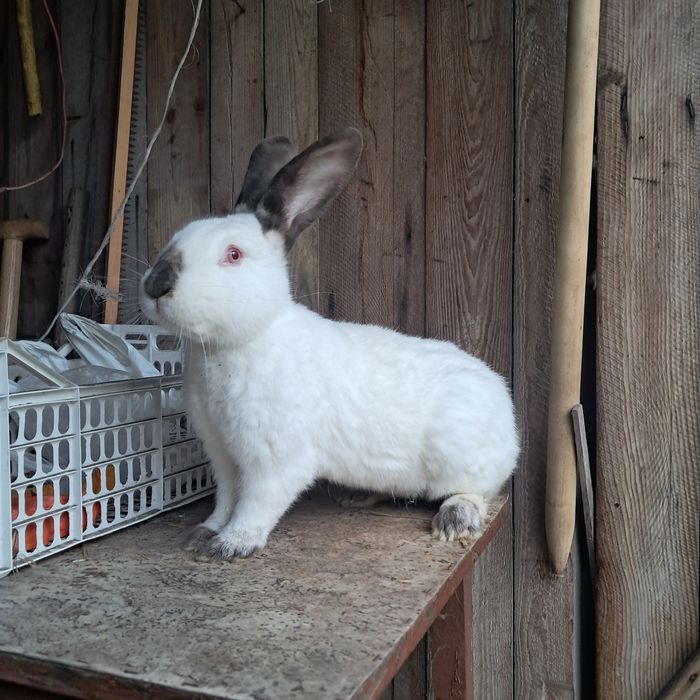 królik mieszaniec samiec