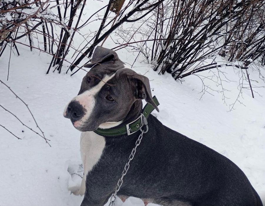 Стаффорд девочка 2 года