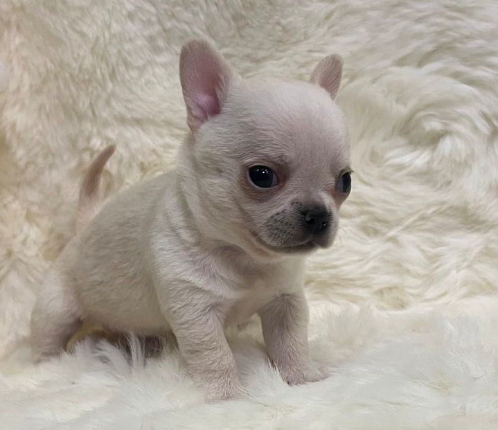 Мальчик чихуа  продажа