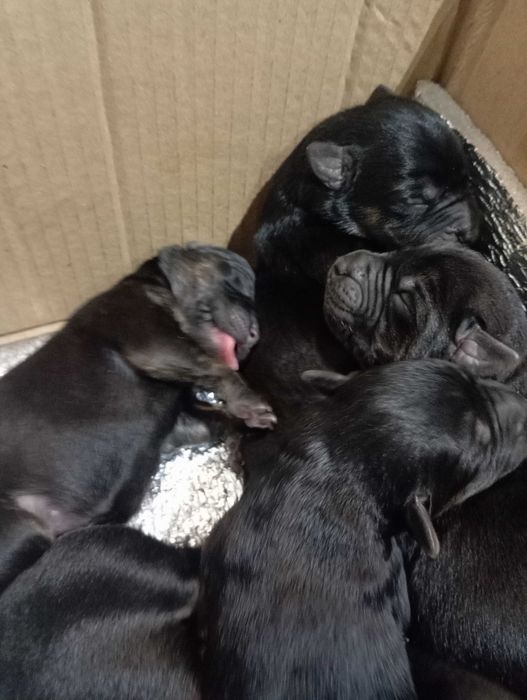 Шукаємо новий дім для цуценят!