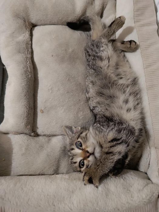 Шикарные котята  бесплатно