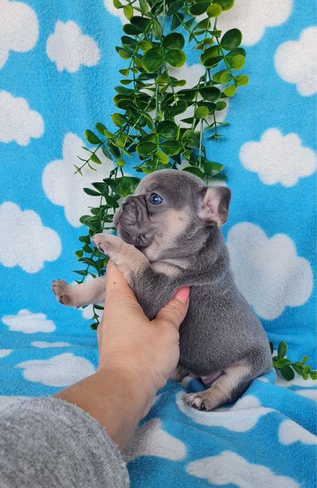 Estupenda menina Bulldog/Bouledog/Buldogue Francês de Qualidade