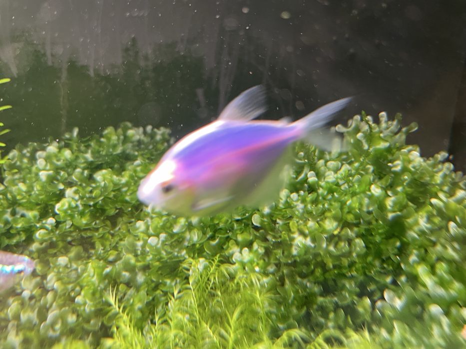 Живі акваріумні рослини