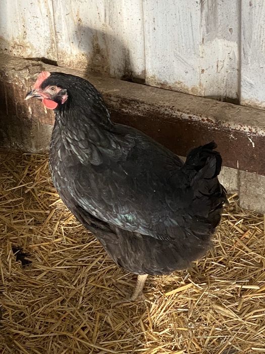 Galinhas preta portuguesa.