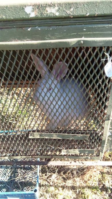 кролики   панони