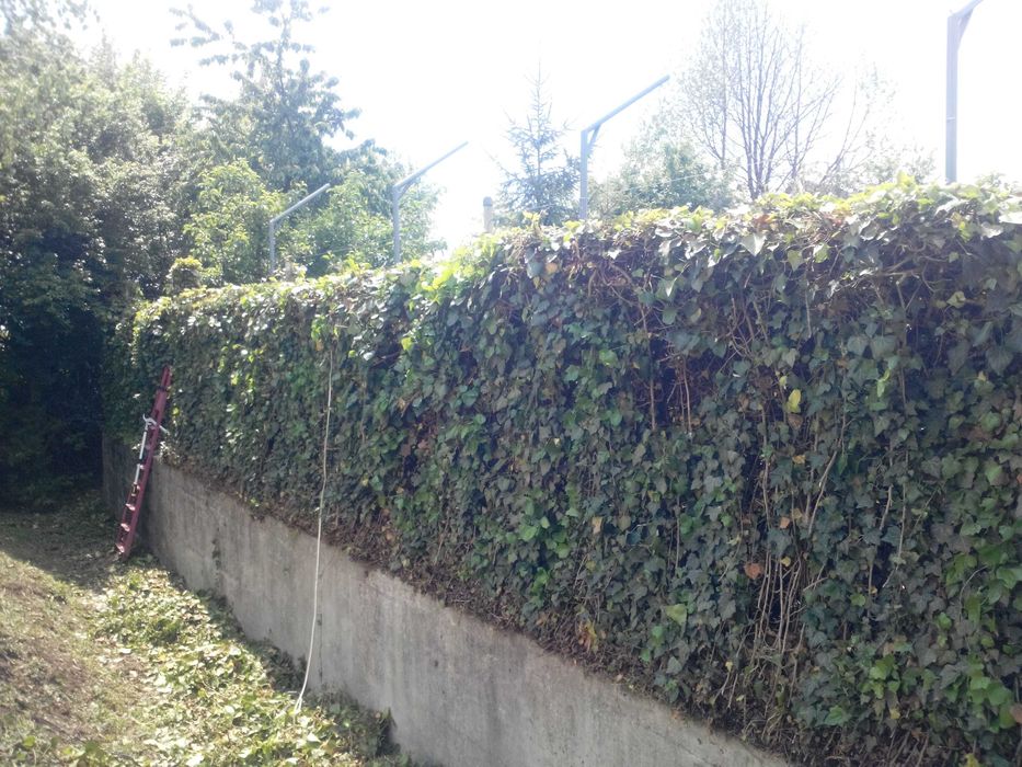 стрижка дерев декоративна (топіар) - хвойників, чагарників, фруктових