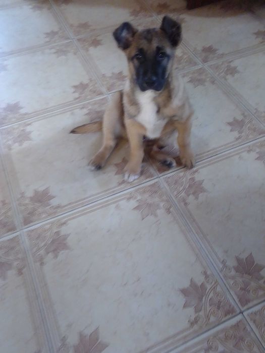 подарую песика, чудовий малюк з  чудовою генетикою