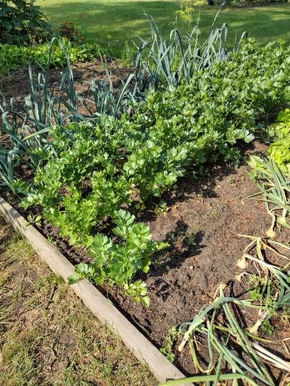 Ziemia ogrodowa, siana